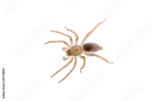 Grey brown spider on a white background
