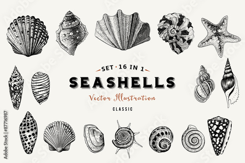 Set of vector vintage seashells. Nine black illustrations of shells on a beige background.