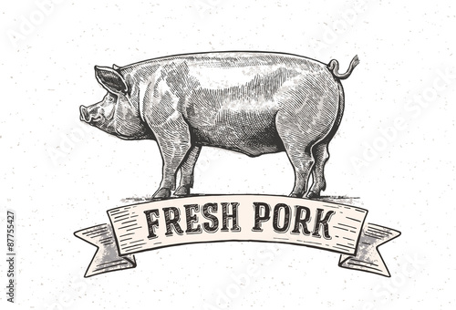 Graphic pig with the inscription:"Fresh pig". Vector illustration drawn, by hand. 