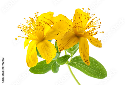 St. John's wort isolated on white background