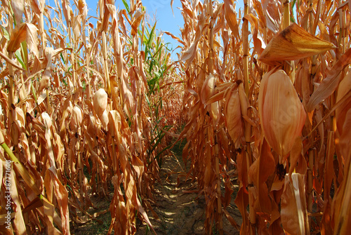 Hanging corn cobs after drought background trees and blue sky