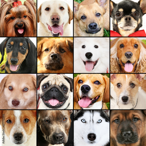 Collage of different dogs