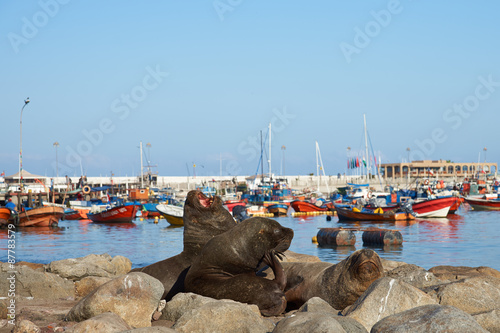Wild South American Sea Lions (Otaria flavescens) basking on rocks in the fishing harbour at Iquique in northern Chile. 