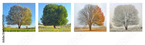 samotne drzewo w cztery pory roku