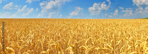 Wheat field