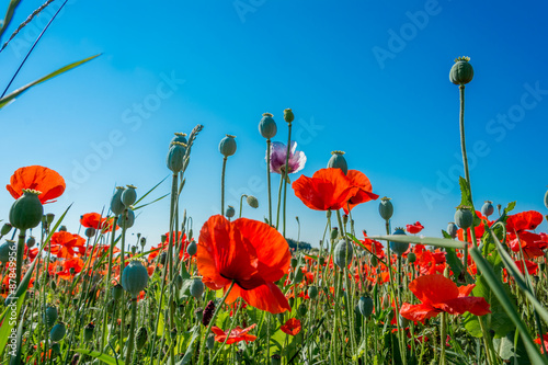 Klaprozen in veld