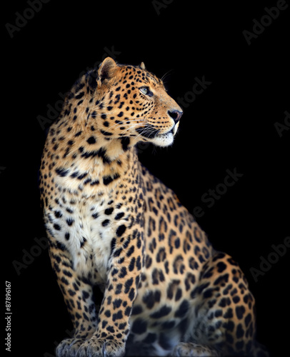 Leopard