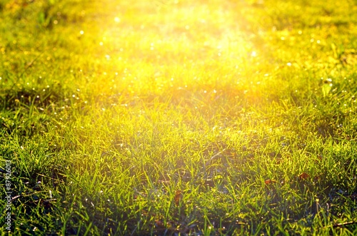 Wiese im strahlenden Sonnenlicht Hintergrund