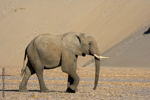 Wüstenelefant in den Sanddünen