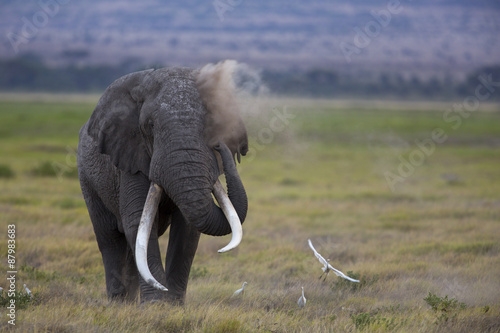 Elefant staubt sich ein