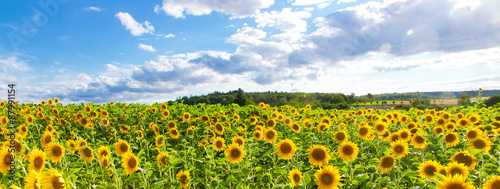 Sonnenblumenfeld - Panorama