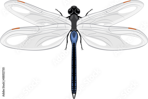 Dragonfly isolated on a white