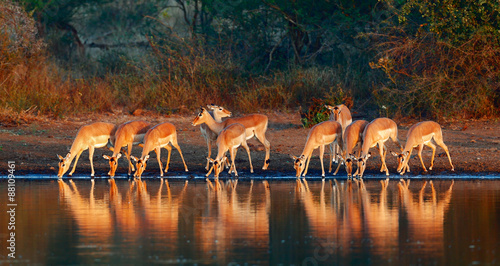 Impala herd with reflections in water