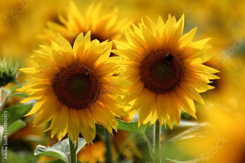 Sonnenblumen