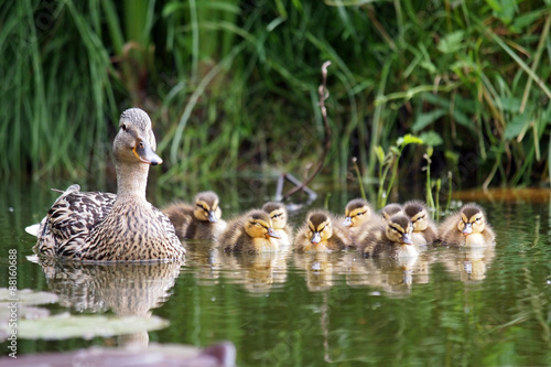 Mother duck with her ducklings