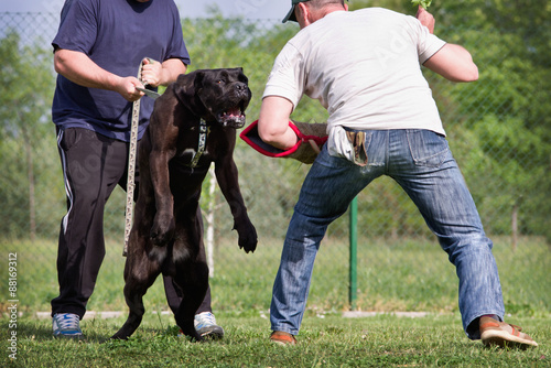 Dog training