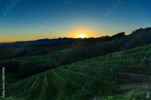 Vigne di nebbiolo a Gattinara Piemonte