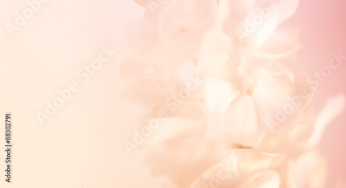 vivid color roses flower in soft and blur style on mulberry paper texture 