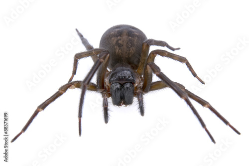 Dark brown spider on a white background