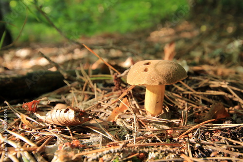 Podgrzybek (Bolete)