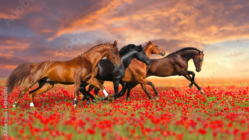 Group of four horses run gallop in poppy field against sunset sky