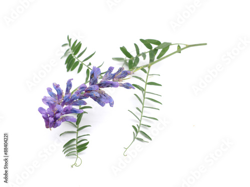 Tufted Vetch flowers isolated on white (Vicia Cracca)