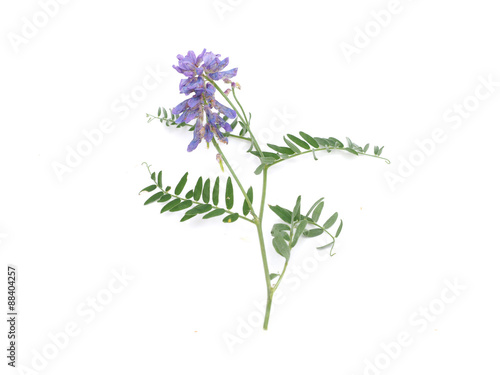 Tufted Vetch flowers isolated on white (Vicia Cracca)