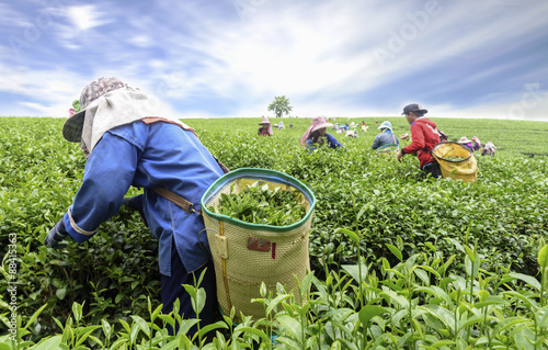 Crowd of tea picker picking tea leaf on plantation, Chiang Rai, Thailand