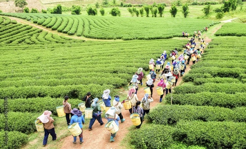 Crowd of tea picker picking tea leaf on plantation, Chiang Rai, Thailand