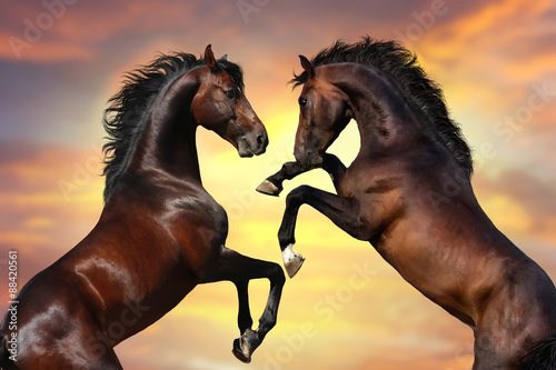 Two bay stallion with long mane rearing up against sunset sky