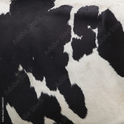 side of cow with black spots on white hide