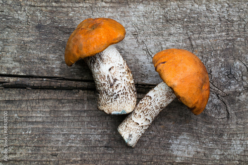 Two mushroom with orange caps (Leccinum Aurantiacum)