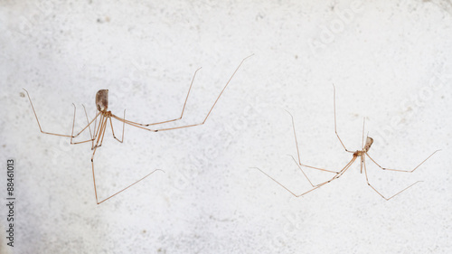 Pholcus phalangioides. Hembra y macho de Araña de patas largas. 