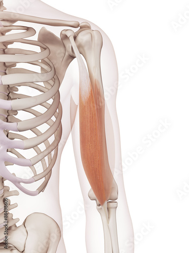 medically accurate muscle illustration of the biceps brachii short head
