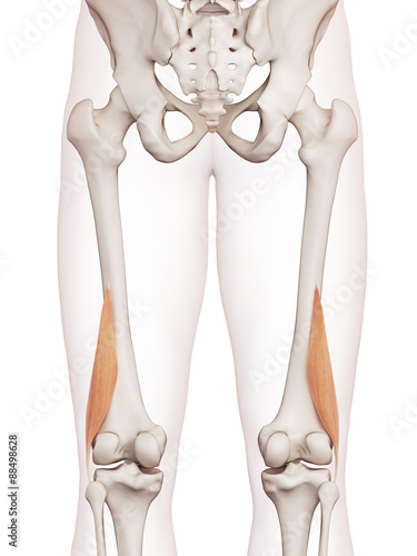 medically accurate muscle illustration of the biceps femoris short
