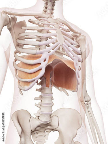 medically accurate muscle illustration of the diaphragm