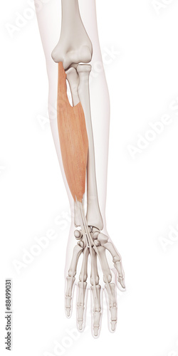 medically accurate muscle illustration of the flexor digitorum superficialis