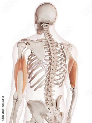 medically accurate muscle illustration of the triceps