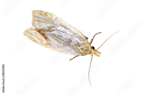 Grey moth on a white background