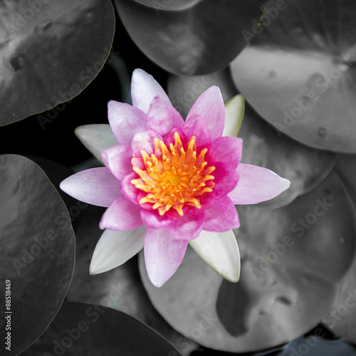 Close up beautiful pink waterlily or lotus flower in pond.