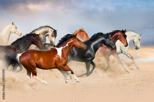 Horse herd run gallop in desert at sunset
