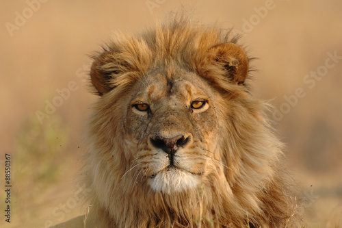 Male Lion looking directly at viewer