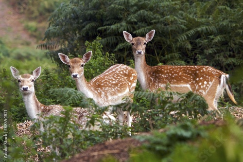 spotted me, three fallow deer does watching me