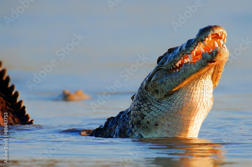 Nile crocodile rising out of water