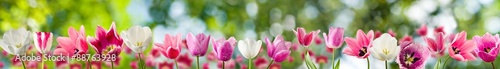 Image of tulips closeup