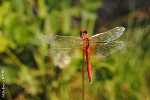 Libellule Rouge