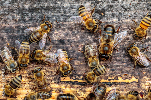 Honey bee drone trying to enter the hive on a landing board