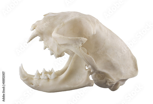 Cat skull isolated on a white background. Focus on full depth.