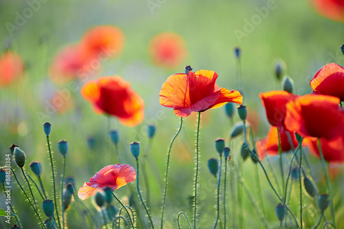 Close up of poppy flower