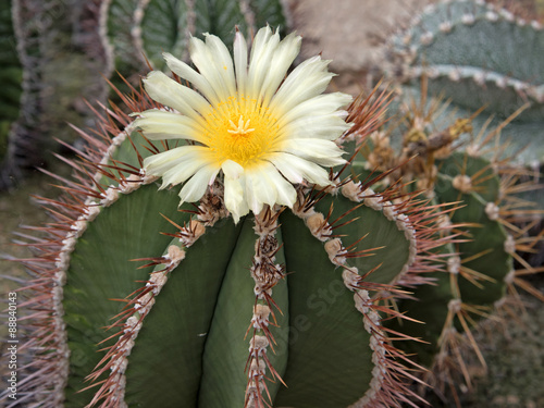 Kaktus - Astrophytum ornatum
